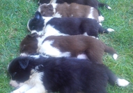 Border Collie Puppies championship origin of the E...