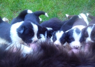 Border Collie Puppies championship origin of the E...