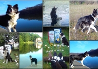 Border Collie Puppies championship origin of the E...