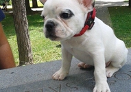 Продажба перфектно и перфектно мъжко стена Frenchi...