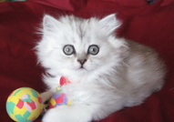 Чистокръвни персийски котета, цвят сребърна чинчил...