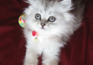 Чистокръвни персийски котета, цвят сребърна чинчил...