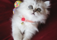 Чистокръвни персийски котета, цвят сребърна чинчил...