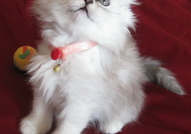 Чистокръвни персийски котета, цвят сребърна чинчил...