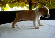 Продавам 4 мъжки 3 женски кученца Американски Стаф...