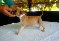 Продавам 4 мъжки 3 женски кученца Американски Стаф...