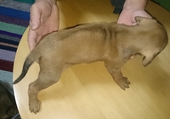 Продавам малки кучèнца порода - Родезийски риджбе...