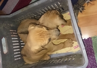 Продавам малки кучèнца порода - Родезийски риджбе...