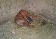 Продавам малки кучèнца порода - Родезийски риджбе...