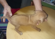 Продавам малки кучèнца порода - Родезийски риджбе...