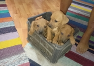 Продавам малки кучèнца порода - Родезийски риджбе...