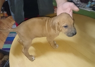 Продавам малки кучèнца порода - Родезийски риджбе...