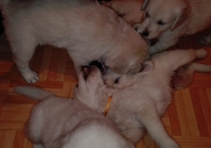 6 прекрасни голдън ретривър бебета с уникални родословия