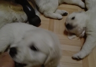 6 прекрасни голдън ретривър бебета с уникални родословия