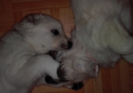 6 прекрасни голдън ретривър бебета с уникални родословия