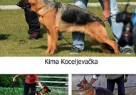 Продажба женски NO - Kima Koceljevo ostenjena 18.0...