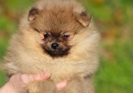 +381658112080(viber,whats app)www.pomeranian-dogs....