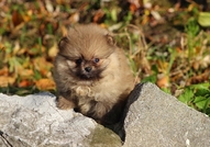 Pomeranian кученце мъжки, тежи само 400грам, къса ...