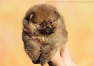 Pomeranian кученце мъжки, тежи само 400грам, къса ...