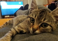 Tърсим дом на малко женско котенце на четири месец...