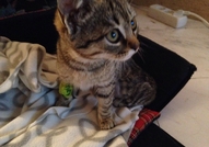 Tърсим дом на малко женско котенце на четири месец...