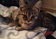 Tърсим дом на малко женско котенце на четири месец...