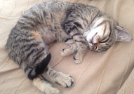 Tърсим дом на малко женско котенце на четири месец...