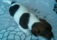 Продавам три сладки чистокръвни Джак Ръсел териерч...