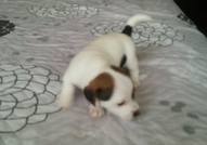 Продавам три сладки чистокръвни Джак Ръсел териерч...