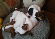 Продавам три сладки чистокръвни Джак Ръсел териерч...