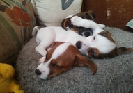 Продавам три сладки чистокръвни Джак Ръсел териерч...