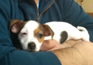 Продавам три сладки чистокръвни Джак Ръсел териерч...