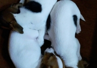 Продавам три сладки чистокръвни Джак Ръсел териерч...