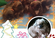 5 кралски пекинезчета на 50 дни (2 женски с пандел...