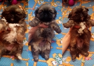 5 кралски пекинезчета на 50 дни (2 женски с пандел...