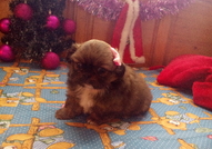 5 кралски пекинезчета на 50 дни (2 женски с пандел...