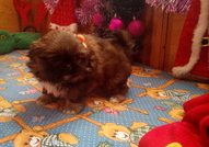 5 кралски пекинезчета на 50 дни (2 женски с пандел...