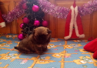 5 кралски пекинезчета на 50 дни (2 женски с пандел...