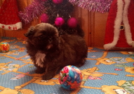 5 кралски пекинезчета на 50 дни (2 женски с пандел...