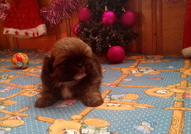 5 кралски пекинезчета на 50 дни (2 женски с пандел...