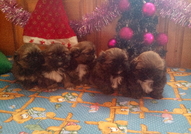 5 кралски пекинезчета на 50 дни (2 женски с пандел...