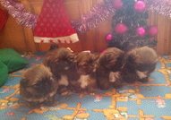 5 кралски пекинезчета на 50 дни (2 женски с пандел...