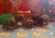 5 кралски пекинезчета на 50 дни (2 женски с пандел...