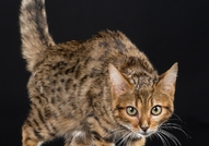 Продавам женско бенгалско котеРазвъдник "Rozmar" ...