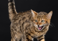 Продавам женско бенгалско котеРазвъдник "Rozmar" ...