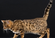 Продавам женско бенгалско котеРазвъдник "Rozmar" ...