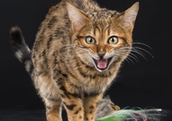 Продавам женско бенгалско котеРазвъдник "Rozmar" ...