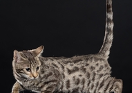 Е`Bretsi Rozmar е прекрасно женско бенгалско котен...