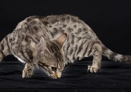 Е`Bretsi Rozmar е прекрасно женско бенгалско котен...