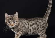 Е`Bretsi Rozmar е прекрасно женско бенгалско котен...